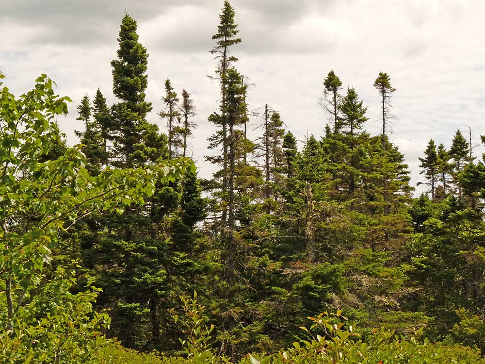 blackspruce