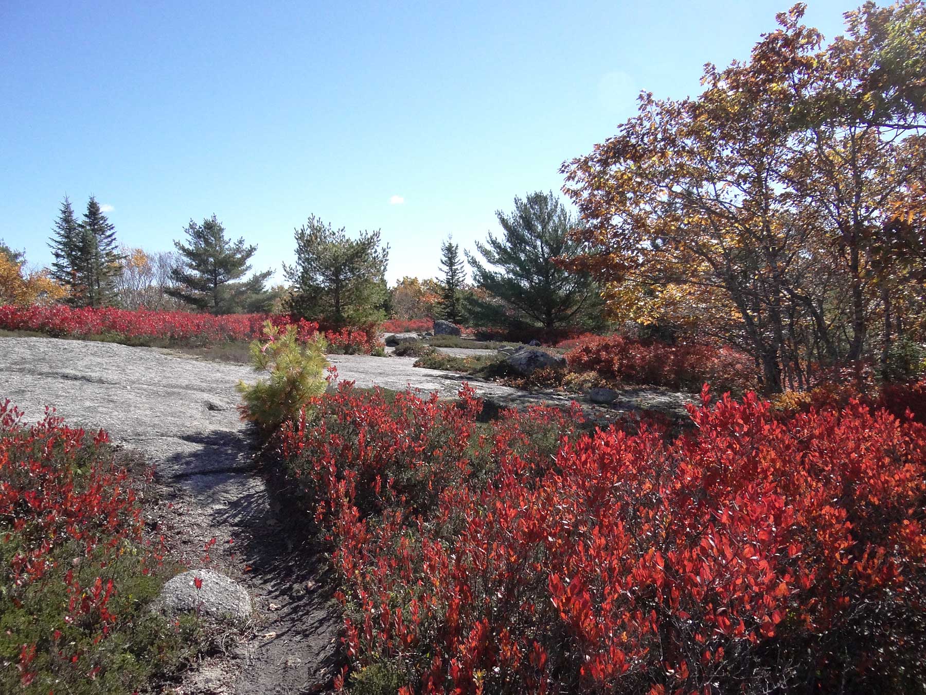 Barrens & Woods