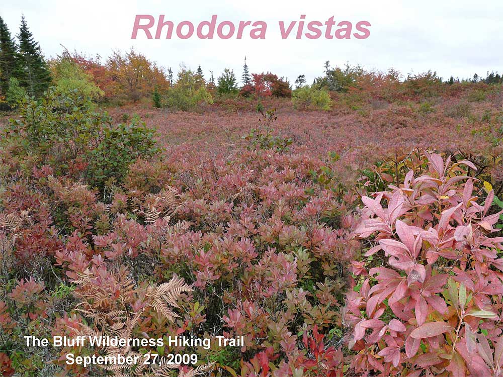 Rhodora