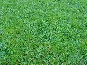 mature turf