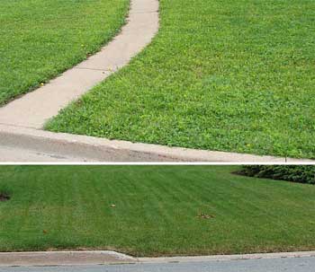 Lawns & Weeds