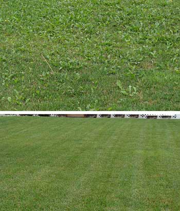 Lawns & Weeds