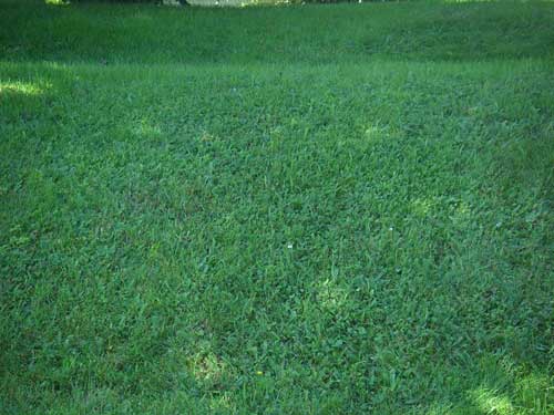 clover lawn