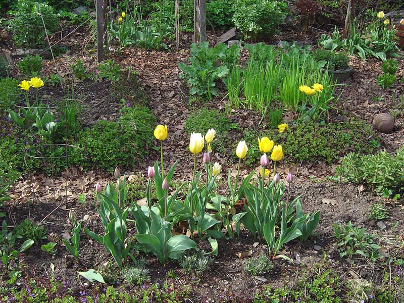 spring