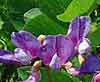 beach pea