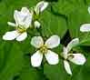 bluebead lily