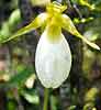 bluebead lily