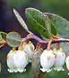 leatherleaf