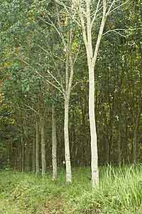 A Rubber Plantation (Indonesia)