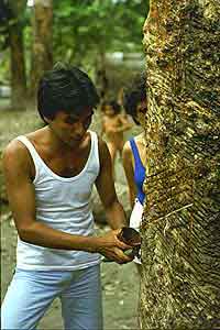 Tapping Rubber in the Amazon