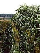 Sorghum