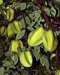 Carambola