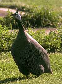 Guinea Calling