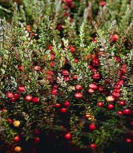 cranberries