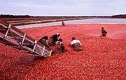 cranberry harvest