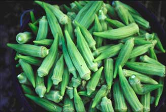 freshly picked okra