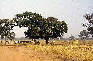 desertification