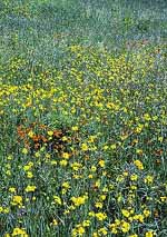 Hawkweed