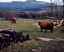 Highland Cattle
