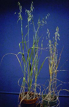 wildoats
