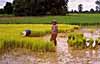 rice seedlings