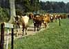 Cattle on dykeland
