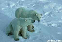 Save the bears