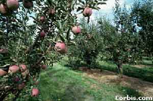 Apple orchard