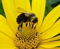 Honey bee