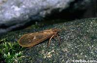 Caddis fly