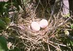 Nest