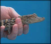 Young alligator