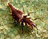 Lacewing