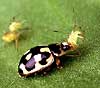 Ladybug eating aphids
