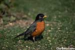 American Robin