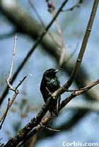 Birds, such as this starling, are especially vulnerable to pesticides