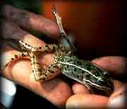 Frog showing mutations commonly caused by endocrine disruptors