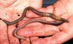 Earthworms