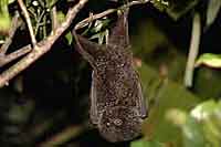 Picture of Bats