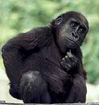 Picture of Gorilla