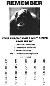 chromosome difference between chimps and humans