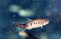 Picture of Fish