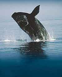 Picture of Whale