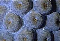 Great Star Coral