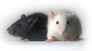 mice