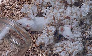 mice