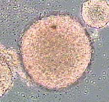 stemcellcover