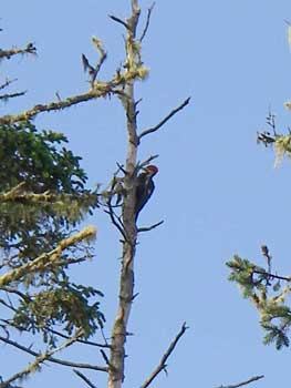 pileated