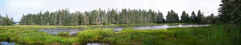 pond